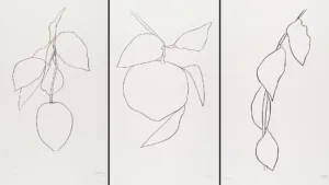 Plants drawings - Ellsworth Kelly