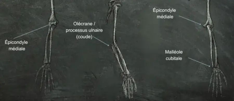 planche des différents os qui constituent le bras
