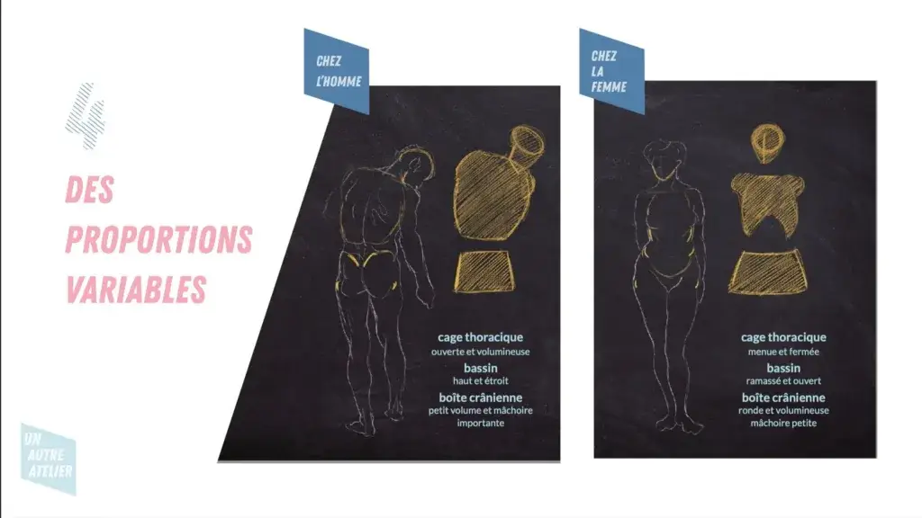 formes simples pour une ébauche réussie du bassin chez l'homme et la femme
