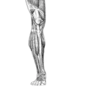 une bonne connaissance anatomique de la jambe pour bien dessiner le genou