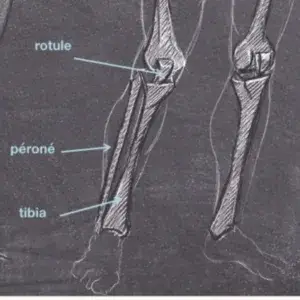 schéma pour bien situer la rotule par rapport au tibia et au fémur